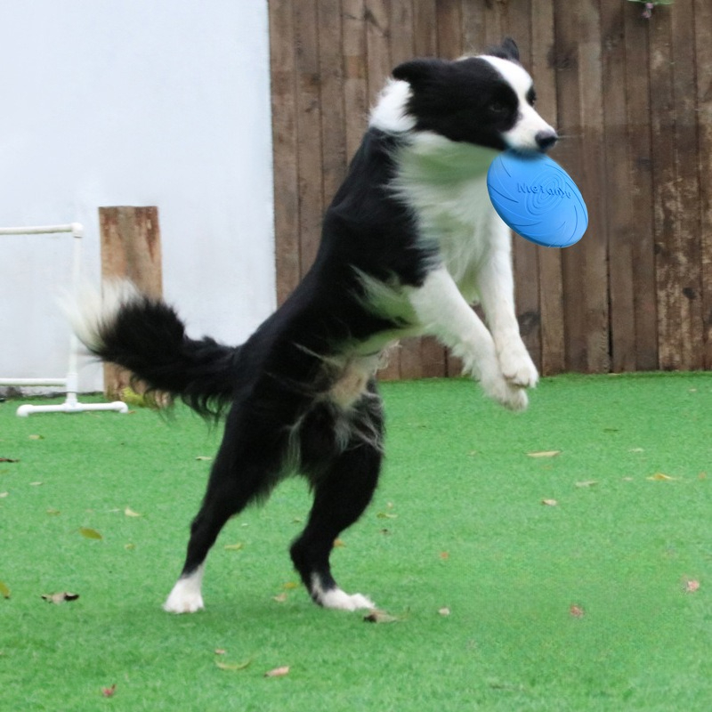 Dog Frisbee, Border Animal Pet - Frisbee Freestyle Disc reseña y precio