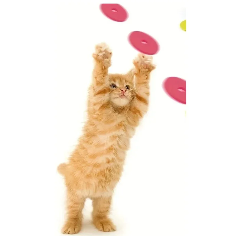 Funny Cat Toys Creative Turnip - Frisbee Freestyle Disc reseña y precio